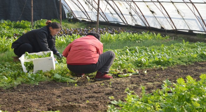 Bakan Ersoy dan hortumda seraları zarar gören çiftçilere ziyaret