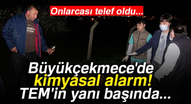 Büyükçekmece de boş araziye dökülen kimyasal sıvıdan içen hayvanlar telef oldu