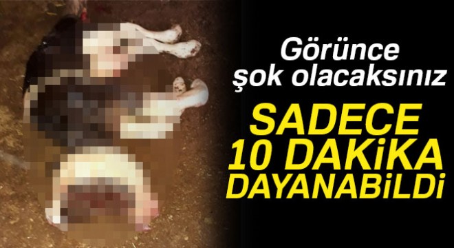 Çift başlı buzağı 10 dakika yaşadı