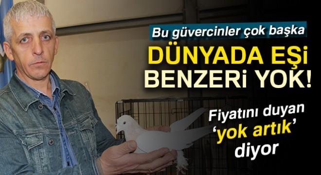 Dünyada eşi olmayan 100 bin TL lik güvercinler fiyatıyla şaşırtıyor