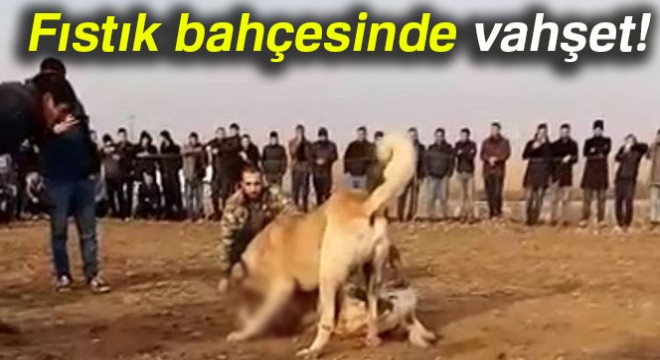 Fıstık bahçesinde kanlı köpek dövüşü