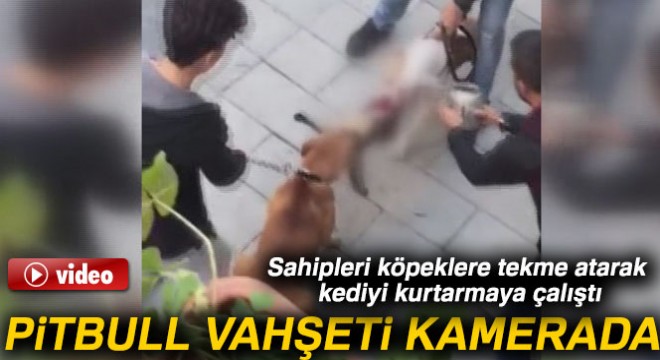 Gaziosmanpaşa da yaşanan pitbull vahşeti kamerada