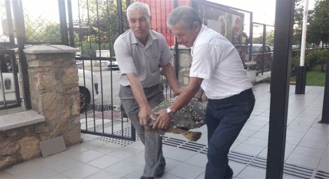 Gökçeada da bulunan yaralı caretta caretta tedavi altında