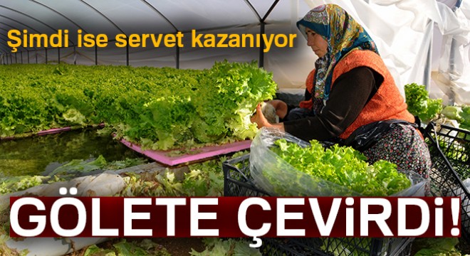 Gölete çevirdiği serada maruldan servet kazanıyor