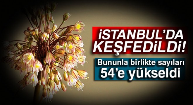 İstanbul’da yeni bir endemik bitki türü keşfedildi