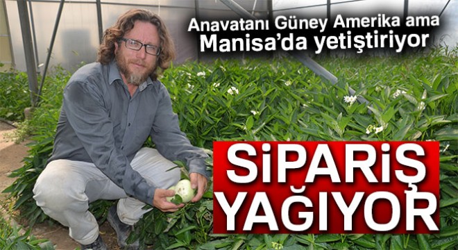 Manisa da yetiştirdiği tropikal meyveye sipariş yağıyor