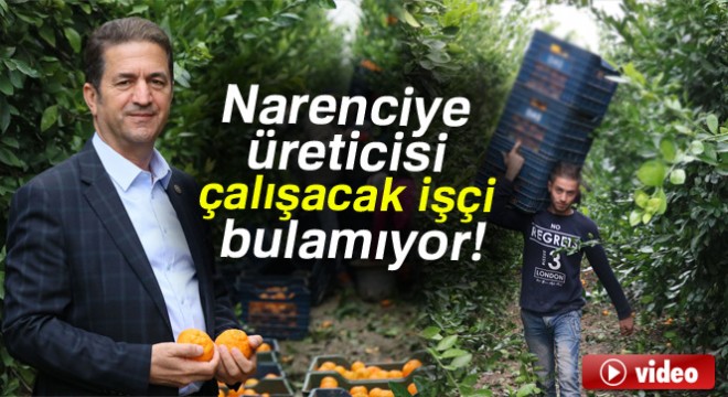 Narenciye üreticisi işçi bulamıyor