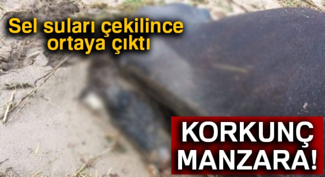 Selde telef olan hayvanlar sular çekilince ortaya çıktı