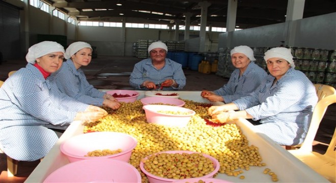 Sofralık zeytin ihracatında rekor