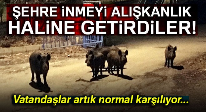 Tunceli de yaban domuzları, şehre inmeyi alışkanlık haline getirdi